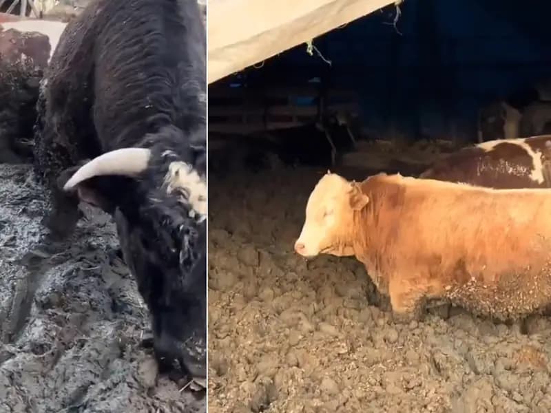 Kurban Bayramı'nda Hayvanlara Yapılan Kötü Muamele İfşa Edildi