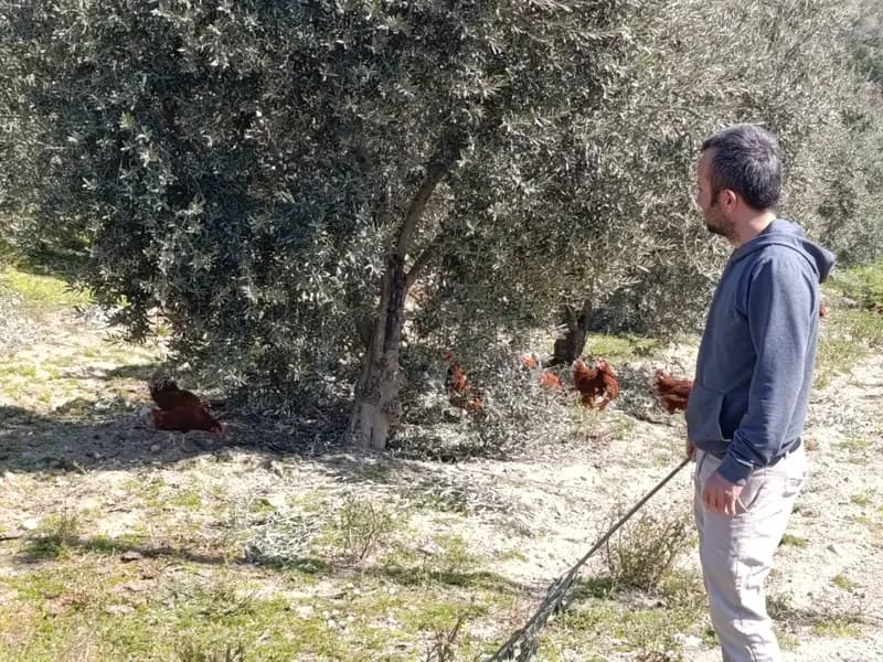 Manisa'da Kiralardan Kaçan Girişimci, Köyde Tavuk Çiftliği Kurdu