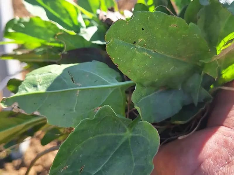 Manisa Sarıgöl'de Baharın Müjdecisi: Ekşi Kulak Otları