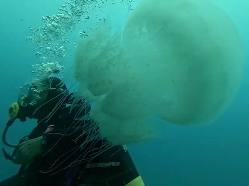 Antalya'da Denizanası Sorunu: Balıkçılar Zor Durumda
