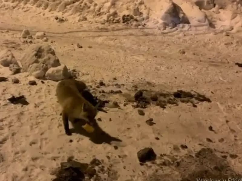 Çataldere'de Tilkiyle Kurulan Sıcak Dostluk Hikayesi