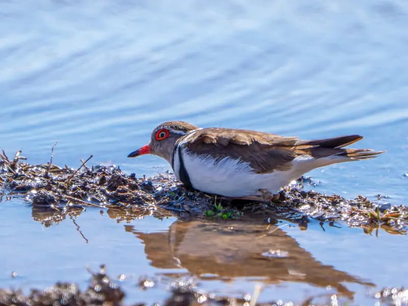 Gaziantep'te Takkeli Cılıbıt Kuşu İlk Kez Gözlemlendi