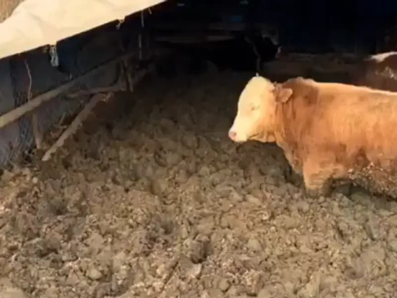 Çorum'da Hayvan Refahı İhlali: Bakanlıktan Cezai Önlem