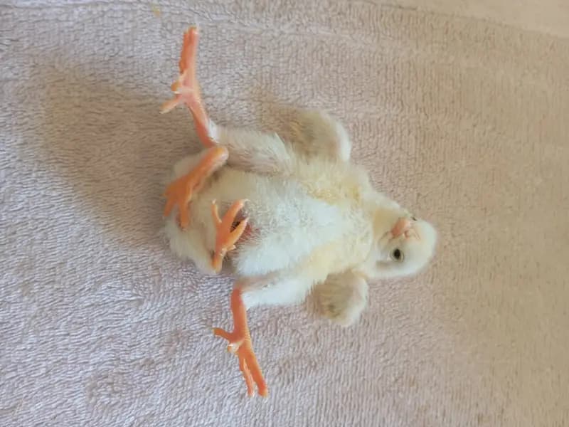 Diyarbakır'da Dört Ayaklı Civciv, Köyde Şaşkınlık Yarattı