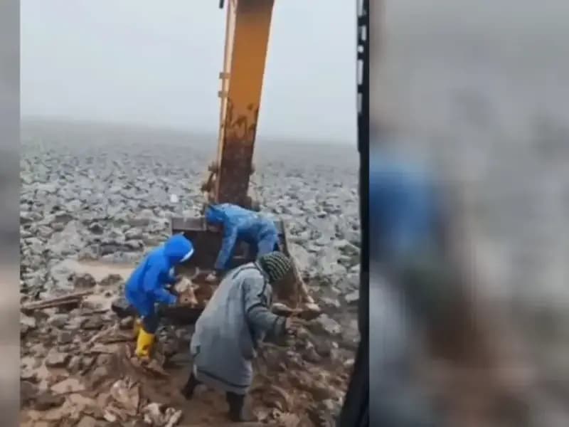 Şanlıurfa'da Çamura Sapan İnek Belediyenin Yardımıyla Kurtarıldı