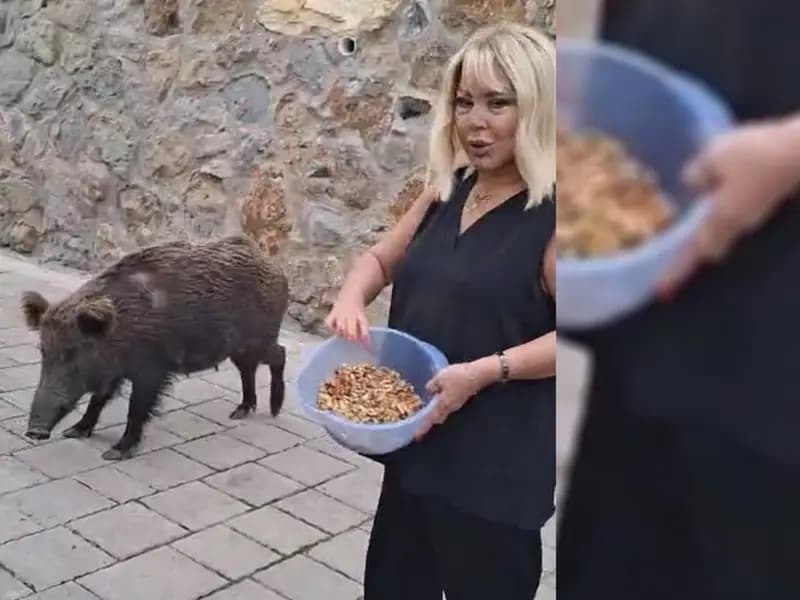 Safiye Soyman'ın Bodrum'daki Yaban Domuzu ile Sıcak Anları