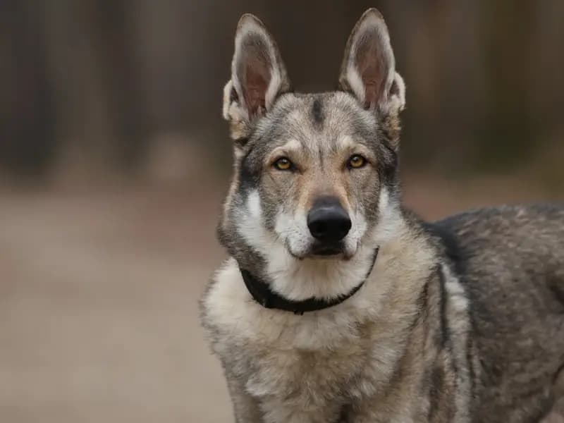 Türkiye'de 16 Bin Yıllık Köpek DNA'sı Keşfi Yapıldı