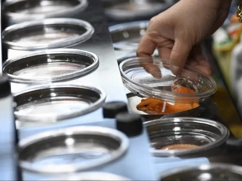 Pekin'de Egzotik Hayvan Fuarı, Gençlerin Akınına Uğradı