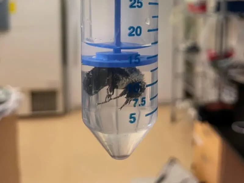 Kraliçe Bombus Arıları Su Altında Bir Haftayı Nasıl Geçiriyor?