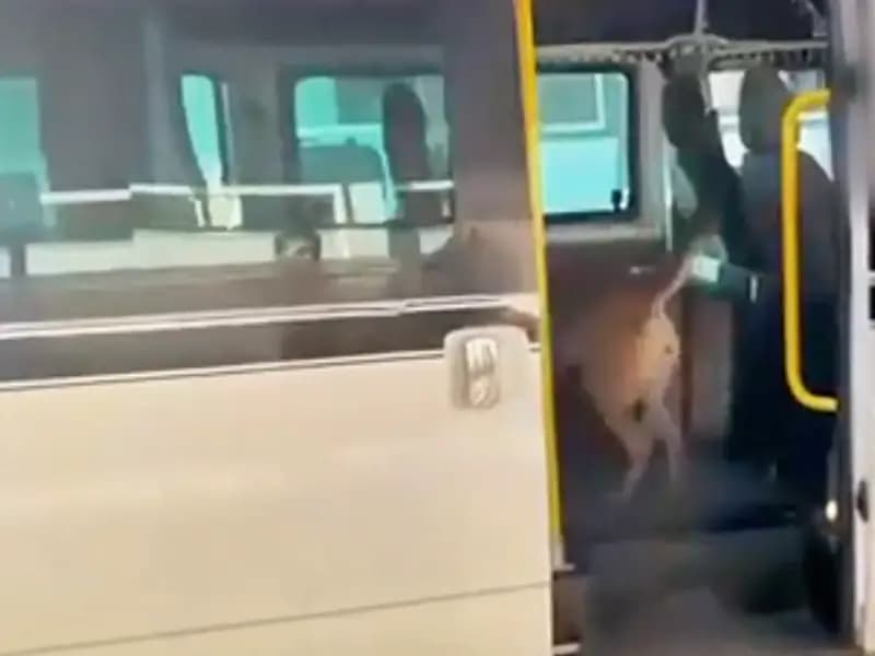 Uyuşturucu Tacirlerine Ağır Darbe: 1 Ton Madde Ele Geçirildi